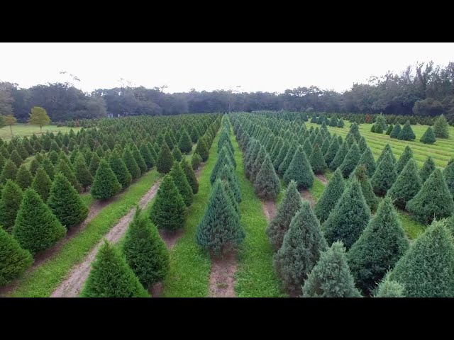 Mardi Gras Trees come from Shady Pond Tree Farm