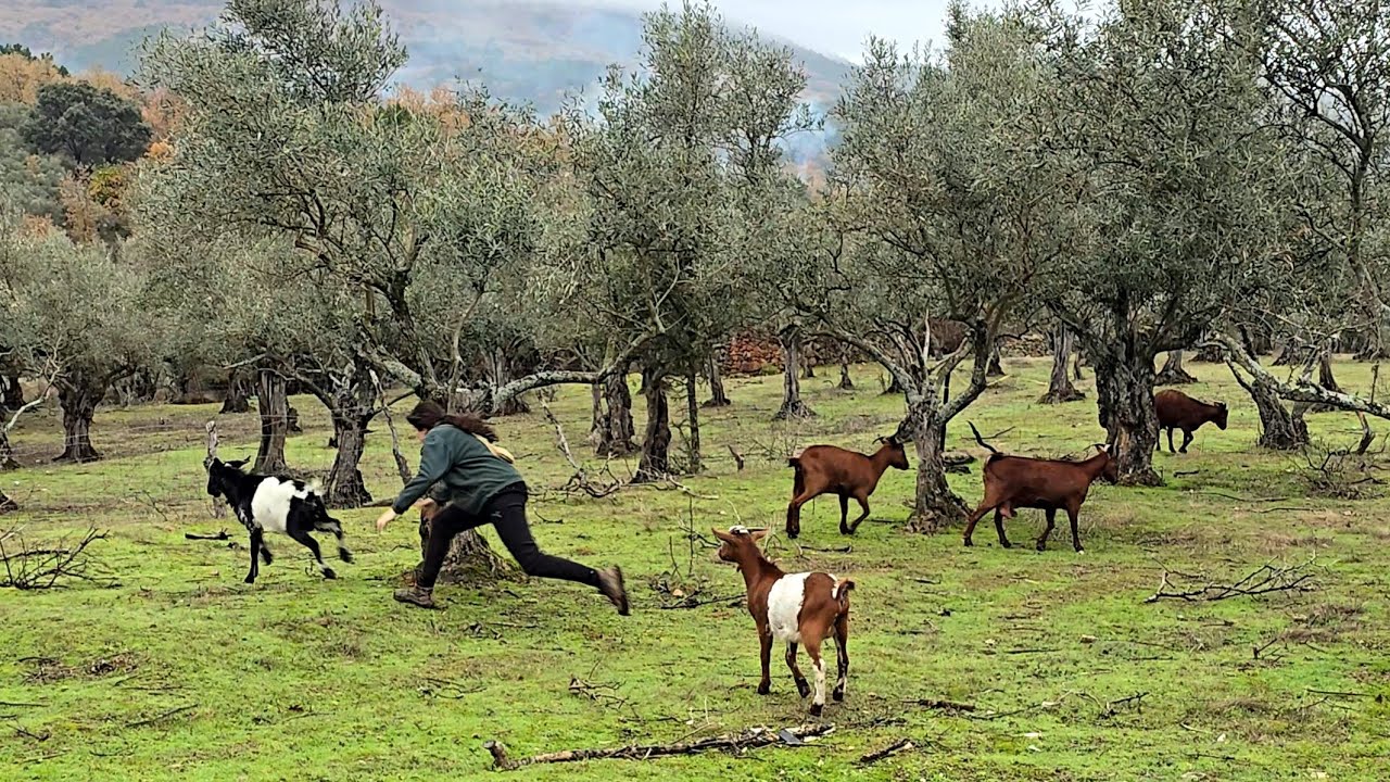 Vamos a hacer la operación chivo, tarea complicada