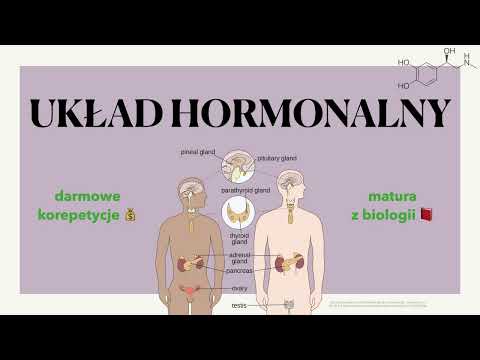 Układ hormonalny 💧 - budowa, charakterystyka, hormony i gruczoły 📕 biologia rozszerzona do matury 🍀