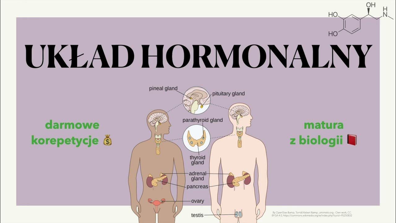 Układ Hormonalny Biologia Klasa 7 Układ hormonalny 💧 - budowa, charakterystyka, hormony i gruczoły 📕