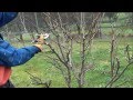 Pruning Nashi Pears to induce fruiting buds and contain heights