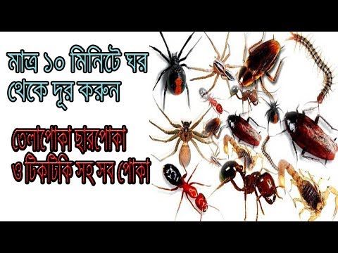 ভিডিও: বাথরুমে পোকামাকড়: ফটো এবং নাম, কীভাবে পরিত্রাণ পাবেন