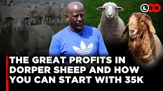 The Great Profits in Dorper Sheep Farming & How You Can Easily Start With Just 35K | LNN