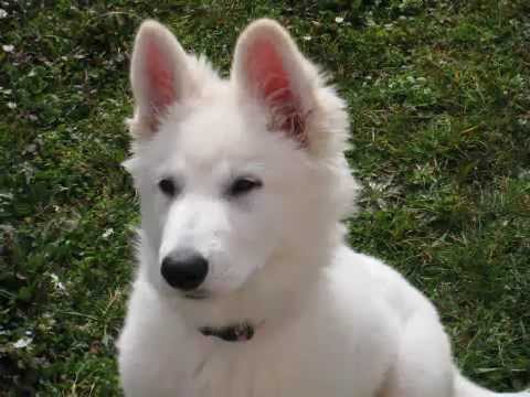 Elite berger blanc suisse - YouTube Elite berger blanc suisse - YouTube