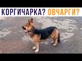 ОВЧАРГИ! Или кто?.. Приколы | Мемозг #489