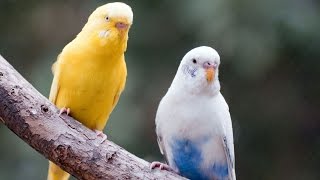 صوت تغريد طيور الحب البادجي Love Birds Sounds