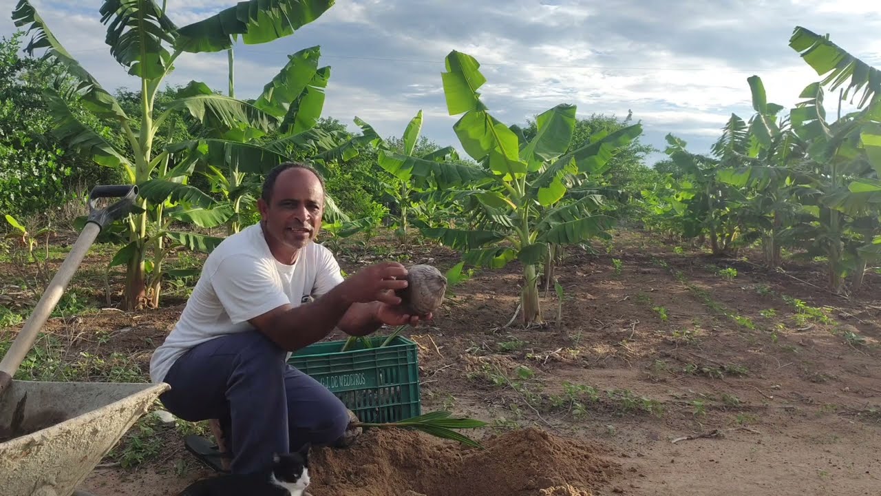 Como plantar coqueiro para produzir muito 