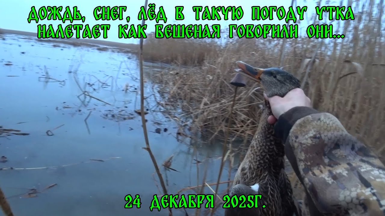 Дождь, снег, лёд в такую погоду утка налетает как бешеная говорили они... 24 декабря 2025г.