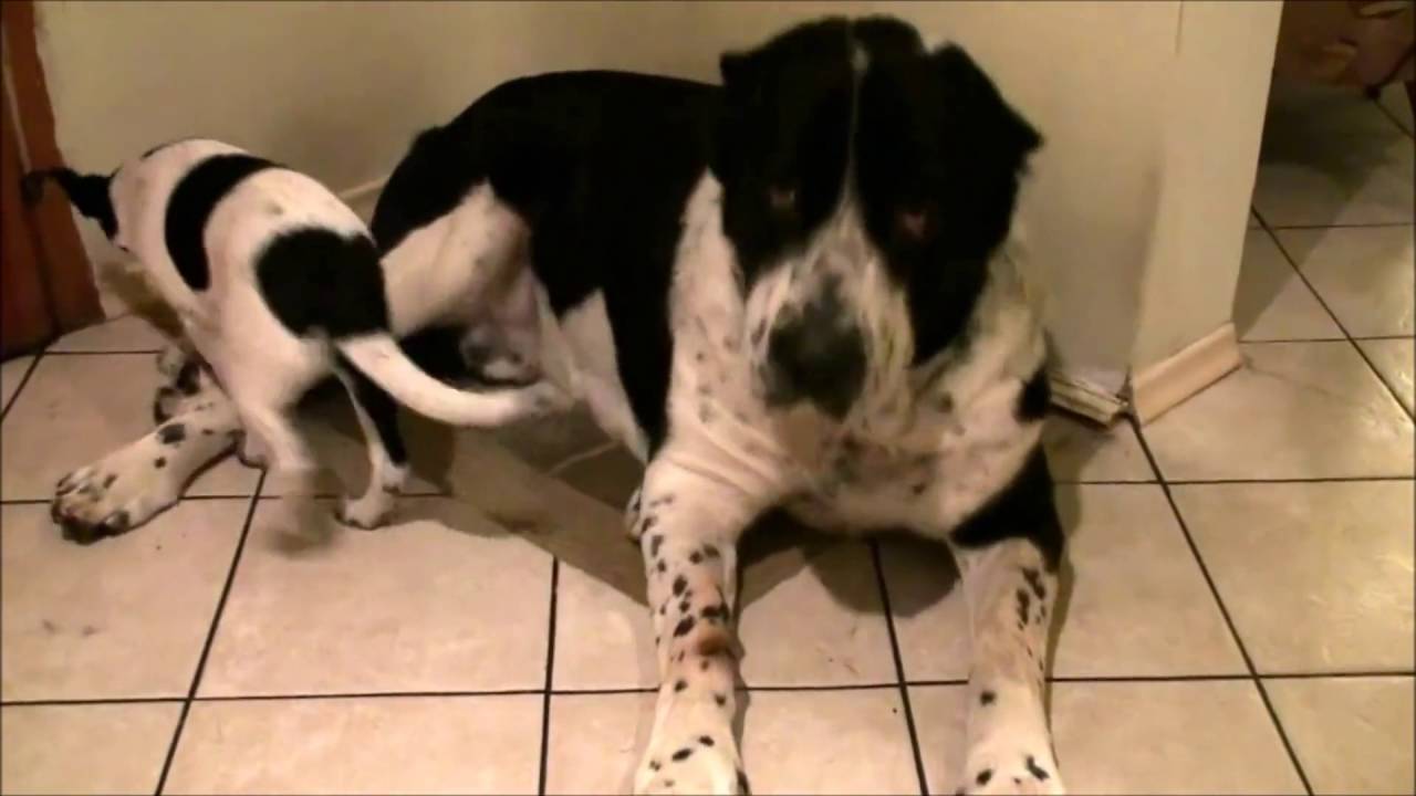 Perro grande hace todo lo que puede por ignorar a juguetón cachorro - YouTube
