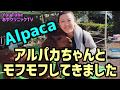 I met Alpacas アルパカちゃんとモフモフしてきました！