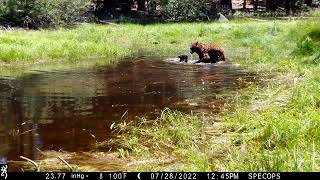 Mama Bear and Super-Cute Cub Beat the Heat in South Lake Tahoe Pond