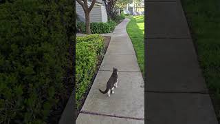 32526 Cat Walk Part 3 Nobody Does It Better