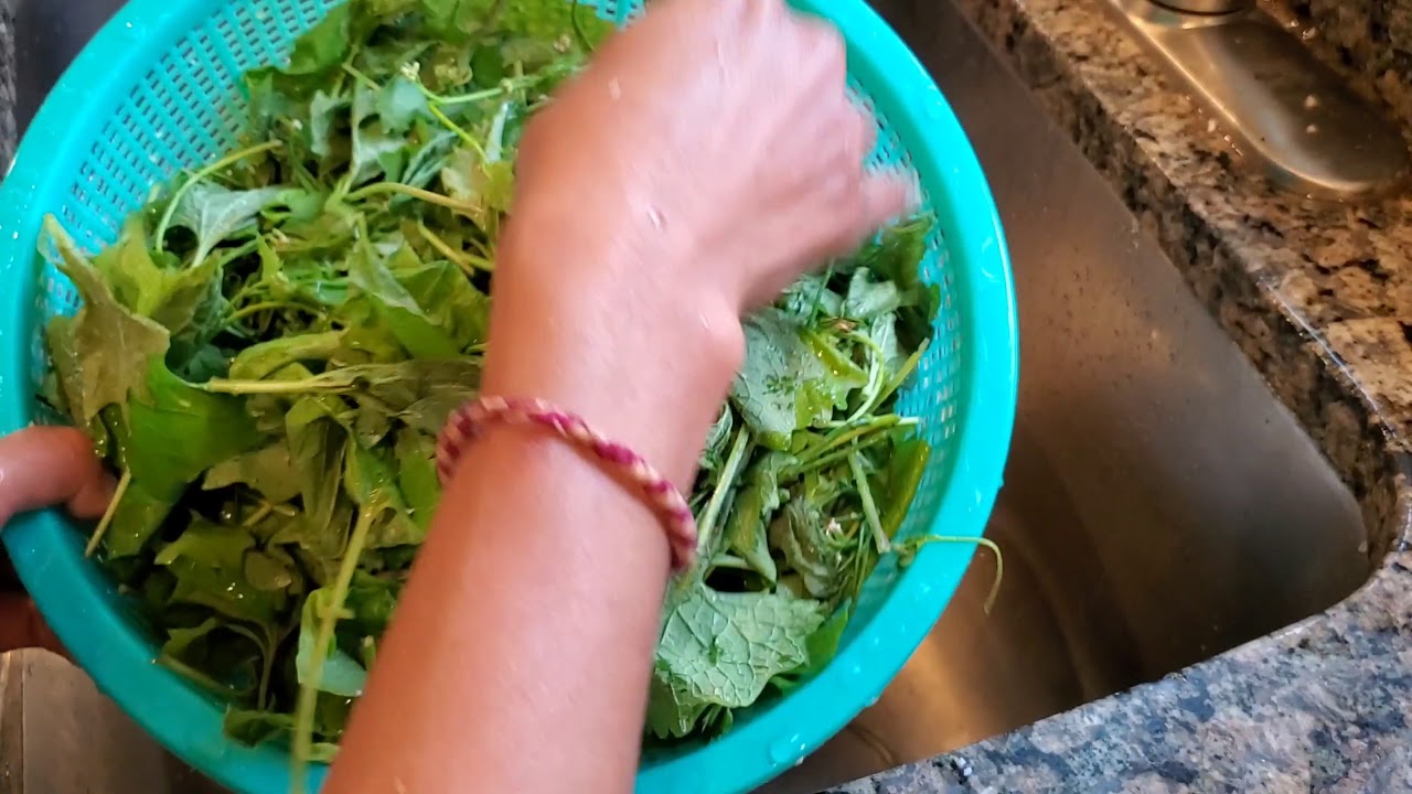 ผักเสี้ยนฝรั่งดอง อร่อย แซ่บมาก เก็บจากหลังบ้าน Pickled Garlic Mustard YouTube