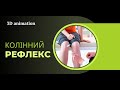 Колінний рефлекс | 3D animation