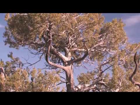 Message from Mother Earth Drumming Meditation