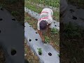 The process of planting chili seeds -Agriculture farming #shorts