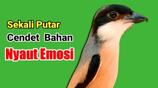 CENDET GACOR ampuh untuk pancingan CENDET BAHAN