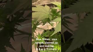 Blue Dream #keepitsimple #auto