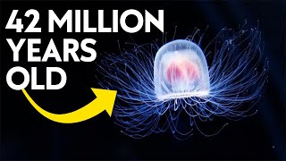 The Immortal Jellyfish Facts That Will Shock You