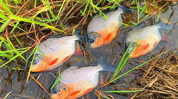 Wow, bắt được rất nhiều cá chép, cá chim, cá rô phi và các loại cá