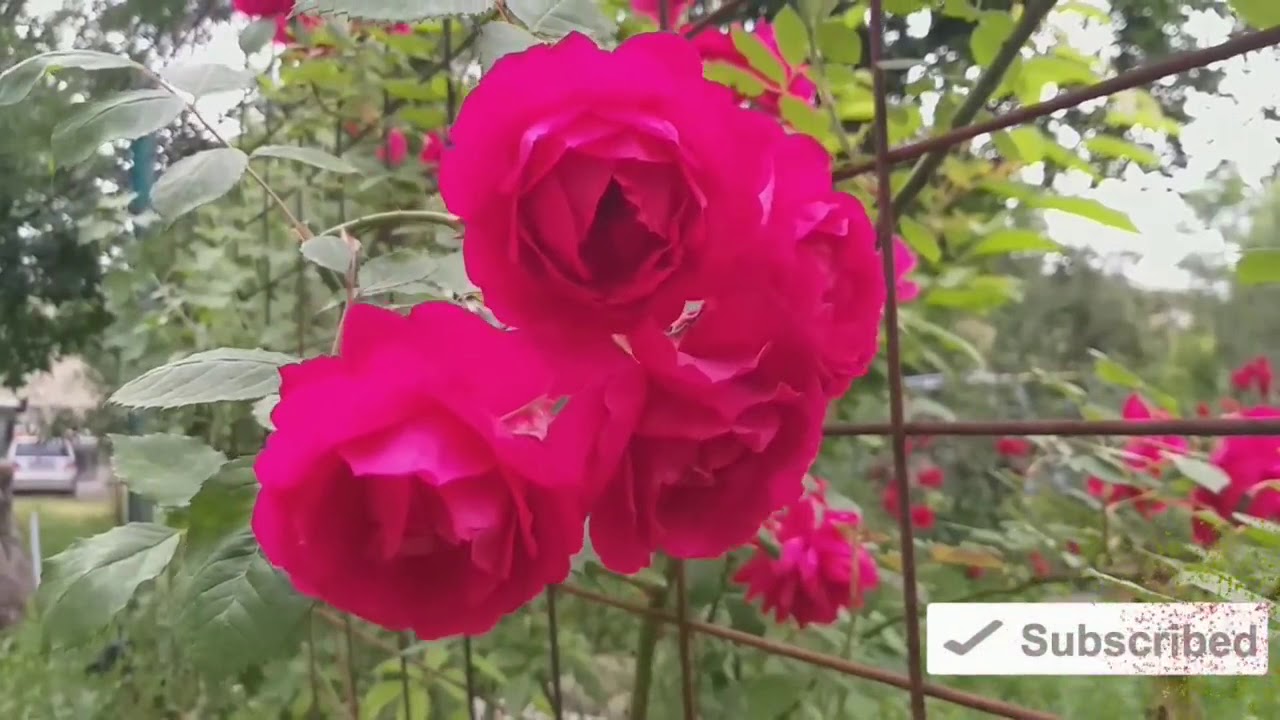 Акам. Котимга. Килип койда каналга обуна болинглар