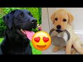 Labrador Retriever — Adorable And Hilarious Videos And Tik Toks Compilation