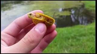 Rare Yellow Red Eared Slider Catch