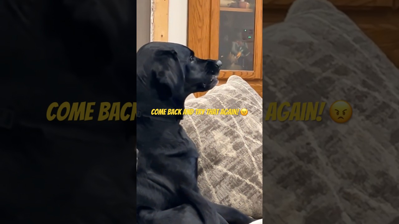 Owner farts in dog's face *Priceless*