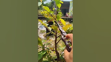 Cách cắt cành mau liền thân. để tạo chi tàn đều cho cây mai. ae xem tham khảo #chamsocmaivang