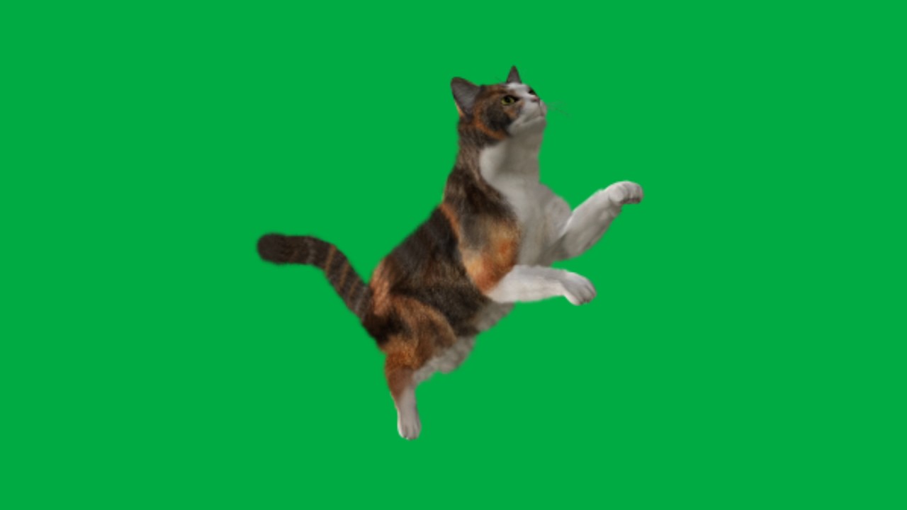 Green Screen Template Video Cat Driving Green Screen vrogue.co