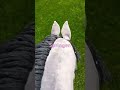 Springen bei bff