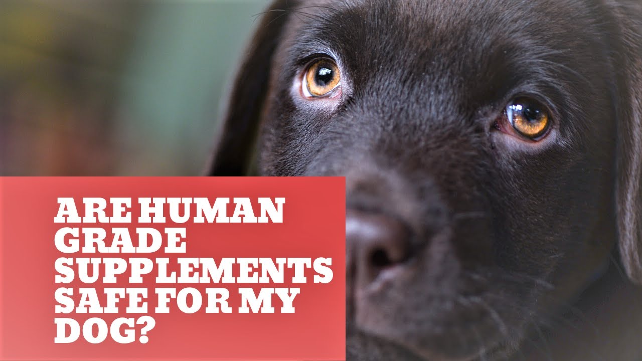 Todays Quick Question: Are Human Supplements Safe For My Dog??