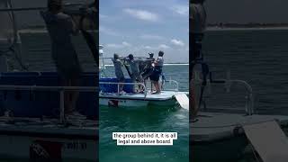 Fishermen capture protected manta ray off Florida coast - but it's all legal