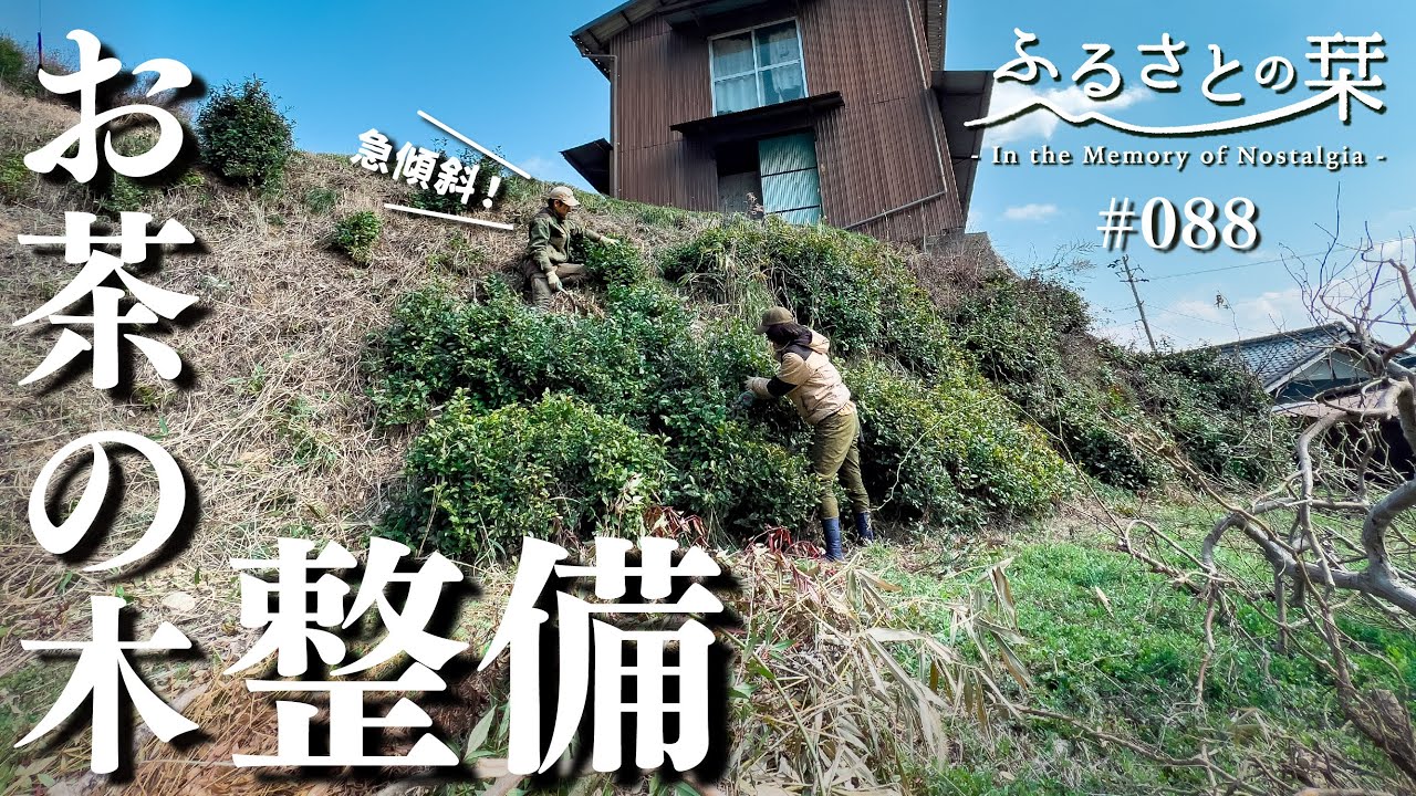 [Чайное дерево] Уход за чайными деревьями и вкус весны｜Сельская Япония 088