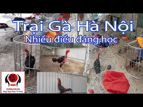 Thăm trại gà lớn ở Hà Nội có nhiều thứ hay để tham khảo | Foci