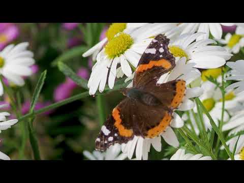 Herbstmargerite. Fröhliche Blüten im Oktober.