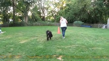 Train Polite Loose Leash Walking with "Connect the Dots"