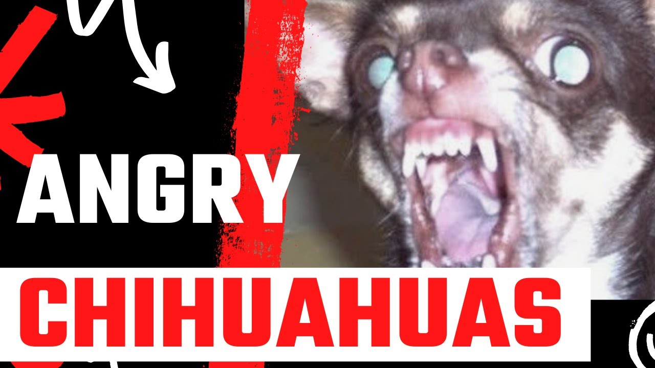Angry Chihuahuas #3 | Try Not To Laugh - Funny Pets Channel