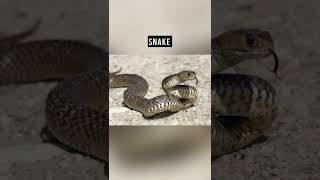 Animals That Youve Never Seen Albino Part 2