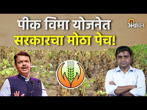 Crop Insurance : पीक विमा भरपाईचा बोजा राज्य सरकारवर वाढणार? 80:110 मॉडेलचा पेच काय? | Agrowon