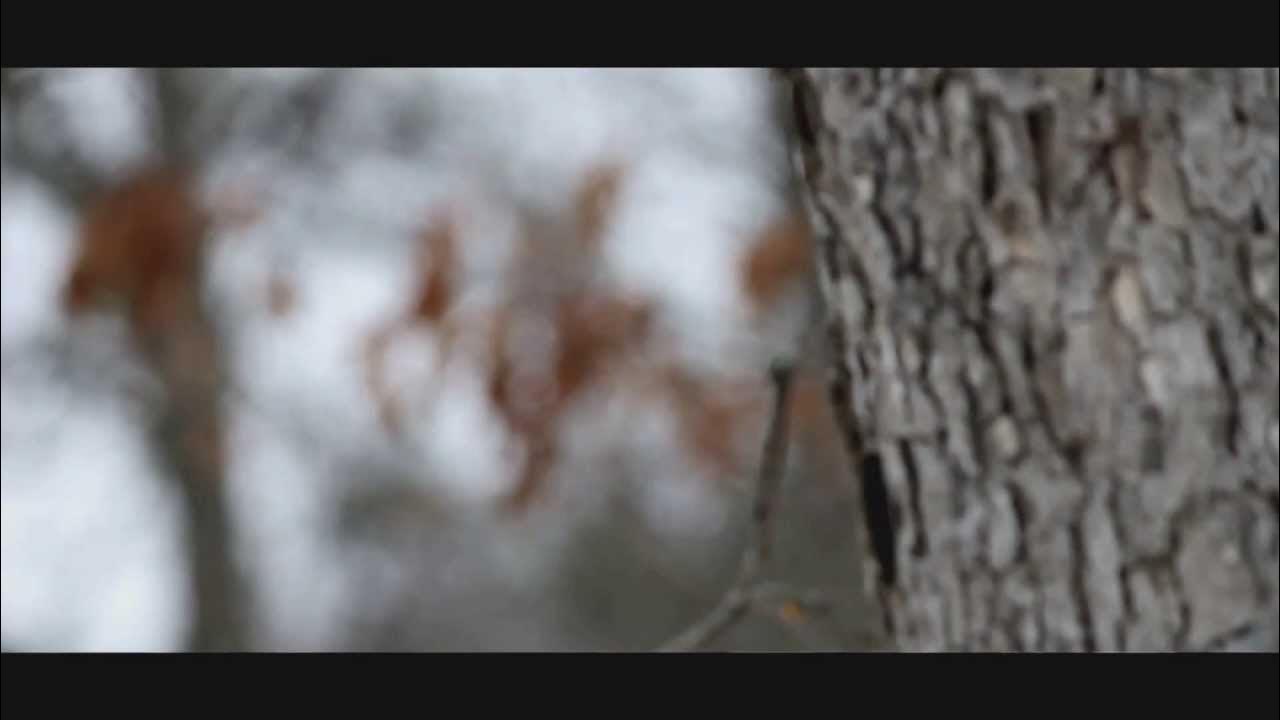 Growing Shiitake Mushrooms on Logs YouTube