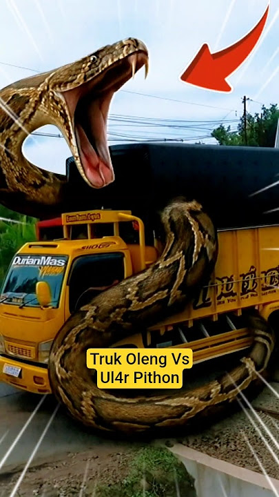 Viral‼️Exciting Action of a Canter Truck Driver Escaping from a Large Python Liliyan #shorts #tru...