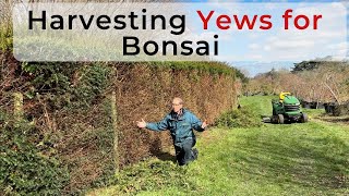 Growing & Harvesting Yews for Bonsai