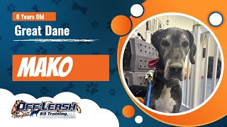Great Dane~ Mako~ Off Leash K9 Training Maryland~ 2 Week Board & Train Program by Off Leash K9 Training Maryland 14 views 3 weeks ago 8 minutes, 4 seconds