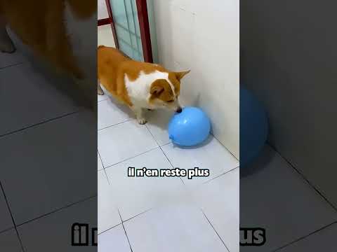 Robert va t'il éclater les Ballons ?!😭