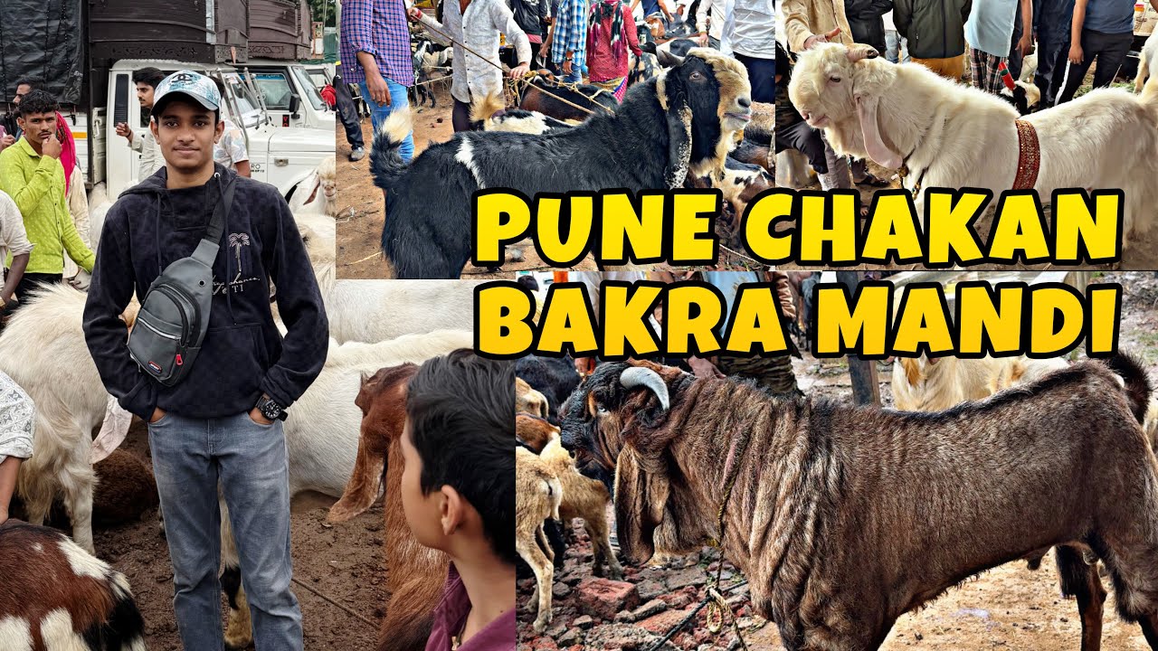Pune Biggest Bakra Mandi Chakan Bakra Mandi Vlog || MD ANAs VLOGs