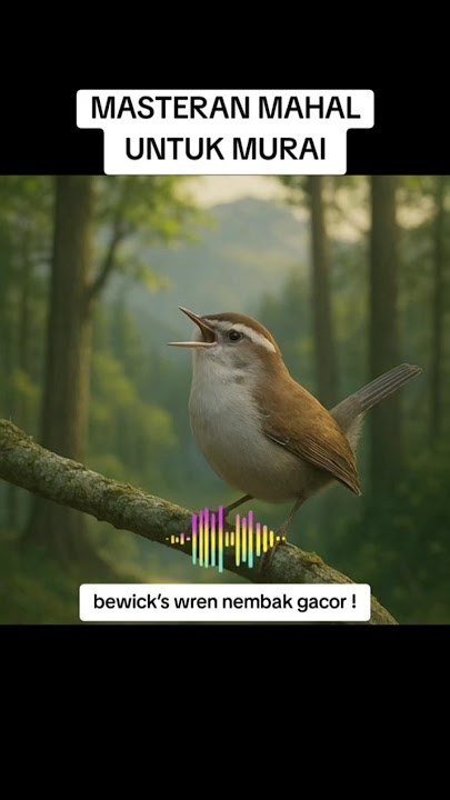 masteran pemikat juri #burungbewickswren #masteranjernih #kicaumania #muraibatu