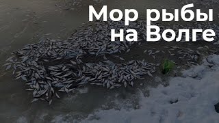 Массовый мор рыбы в заливе Волги в Казани