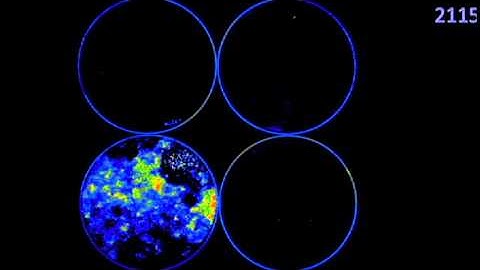 Cyanobacteria photosynthesis: Biological Soil Crusts