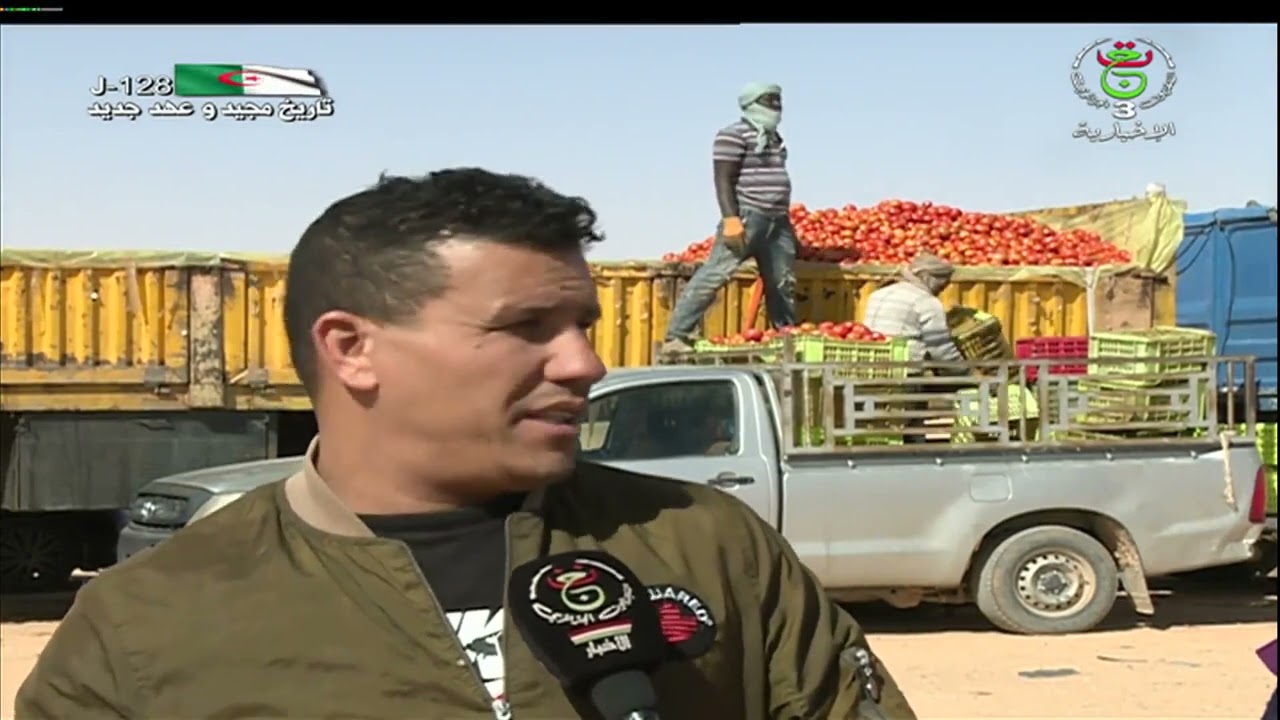 تيميمون - استثمار فلاحي | إنتاج وفير في محصول الطماطم الصناعية